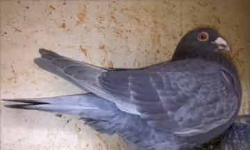 想当冠军的灰鸽