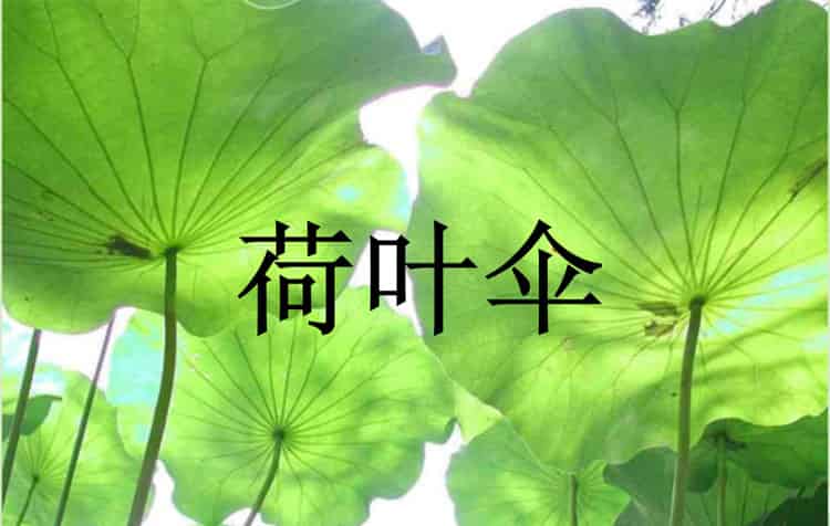 送你一把荷叶伞