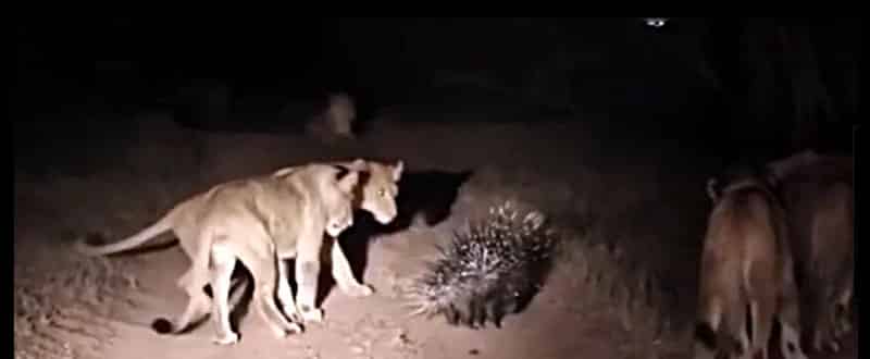 带箭的朋友 带箭的朋友