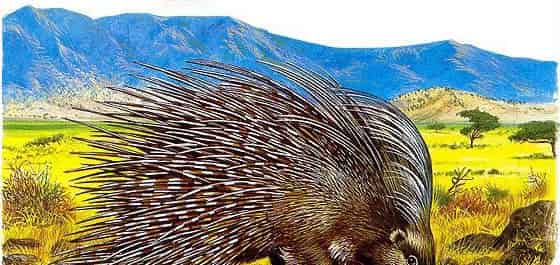 箭猪和他的伙伴