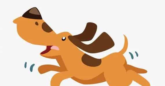 考利狗的星期天