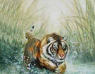 得意忘形的老虎