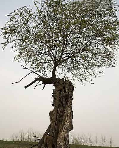 长胡须的柳树爷爷