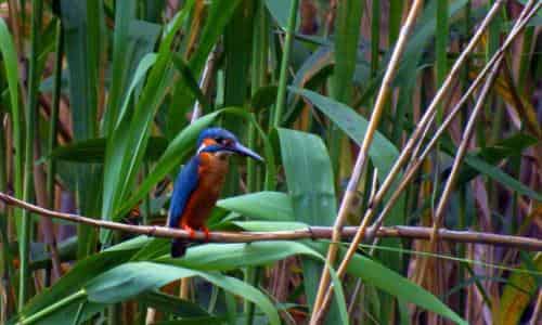 在鳄鱼先生隔壁练琴
