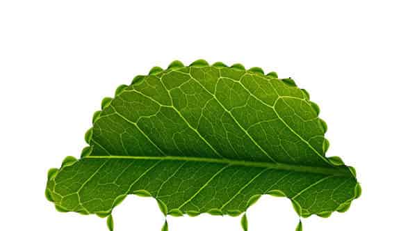 汽车故事：绿妖怪