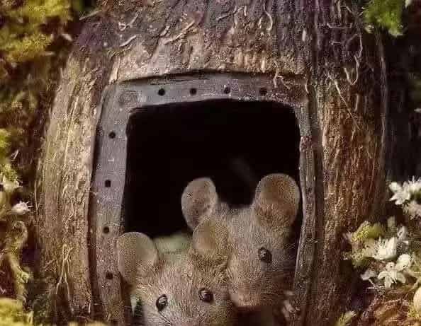 胆小如鼠的鼠和鼠目寸光的鼠