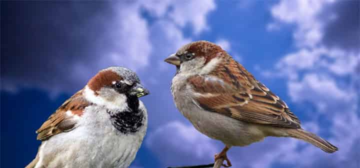 叽叽和喳喳的新闻