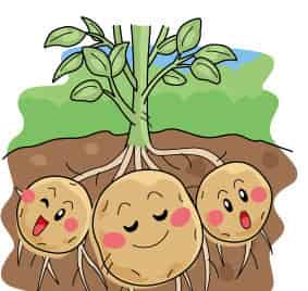 想露露脸的马铃薯