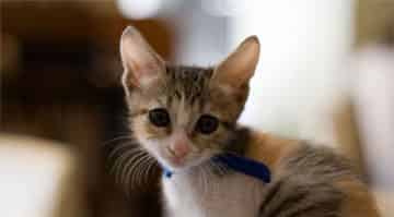 胆小的咪咪（小卡咪）