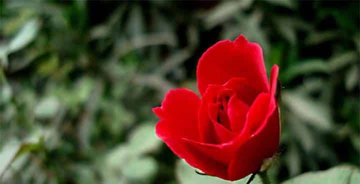 原野上，有一朵花不肯开