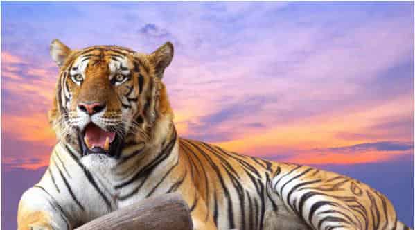 难以捉摸的老虎