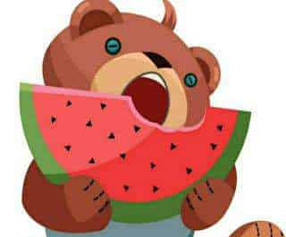 小胖熊吃西瓜 小胖熊吃西瓜