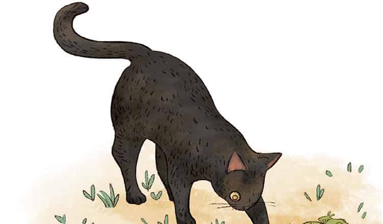 蔷薇花下的小壁虎