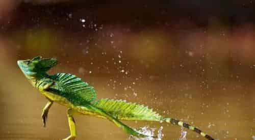 蛇怪蜥蜴逃 蛇怪蜥蜴逃