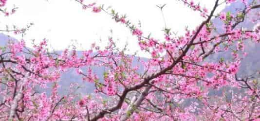 花瓣儿鱼（花瓣鱼）