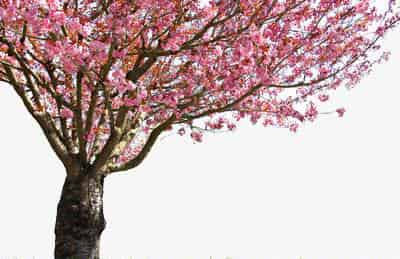 美滋滋和酸溜溜