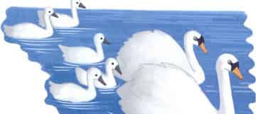 勇敢又优雅的天鹅