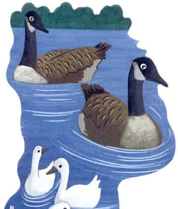 勇敢又优雅的天鹅