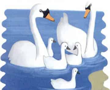 勇敢又优雅的天鹅