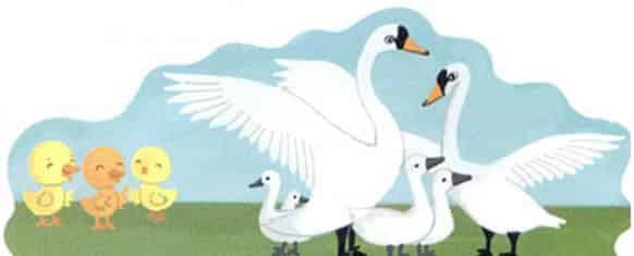 勇敢又优雅的天鹅