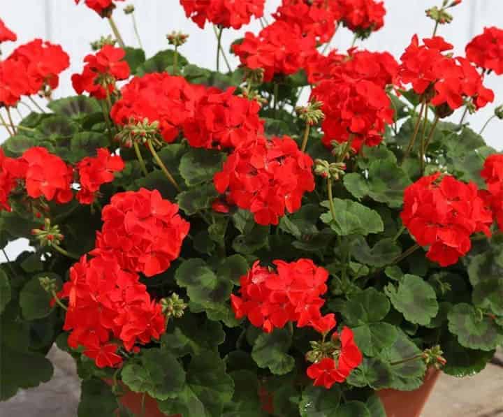 鼠宝宝的天竺葵