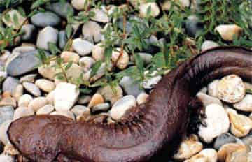 小溪里的黑妖怪