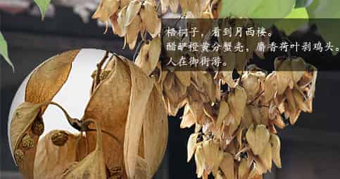 梧桐子