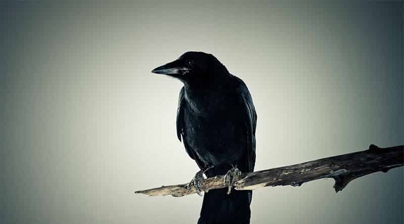 乌鸦是怎样变丑的