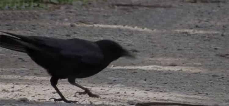 乌鸦与蛇的故事