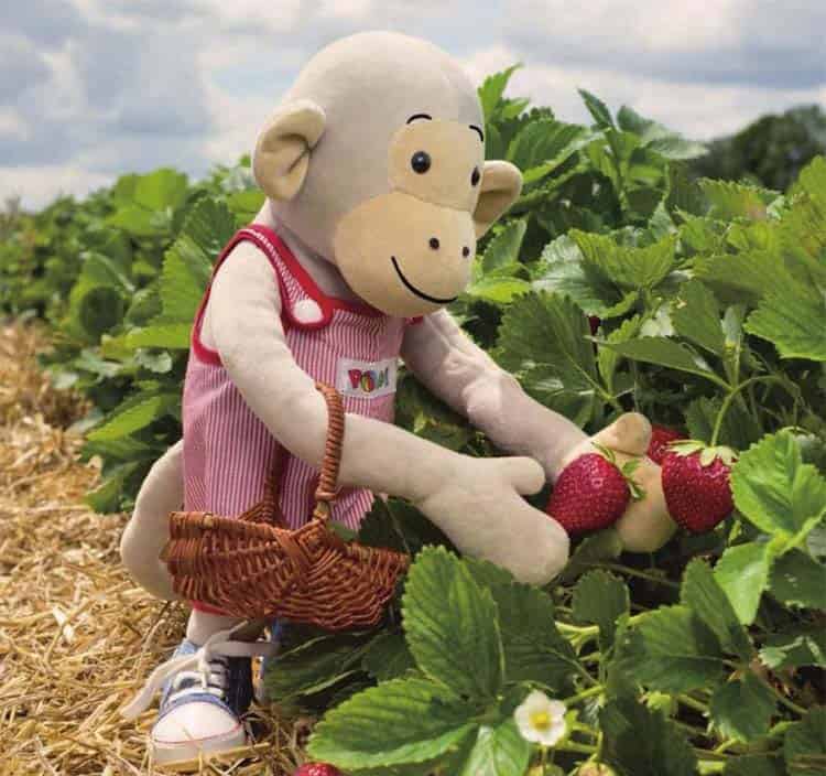 喜爱红色的波比