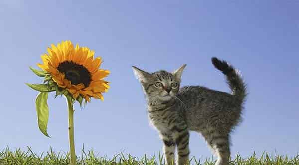 小花猫种向日葵