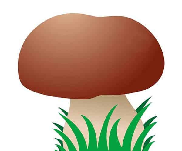 小香菇的奇遇