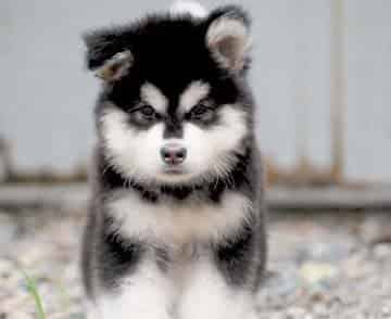 喜欢惹事生非的小狗