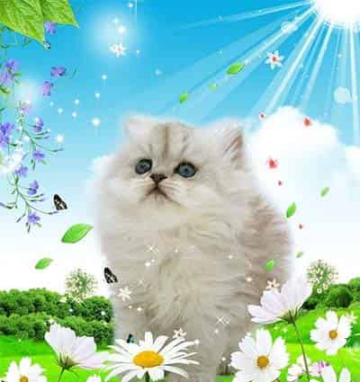 窗台下的紫罗兰