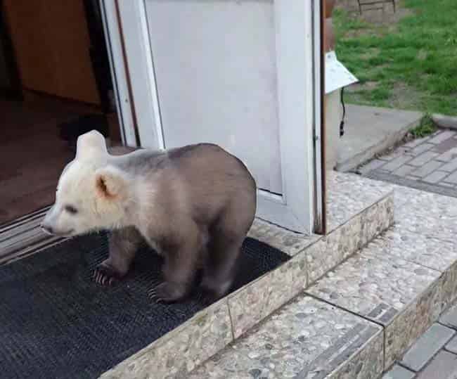 城里来了一只小熊