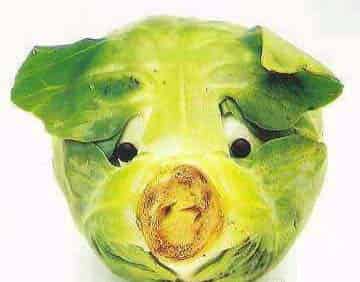 易拉小猪头 易拉小猪头