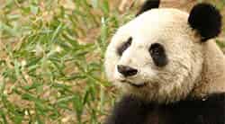 孤独的熊猫咪咪