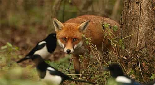 喜鹊为什么很快乐