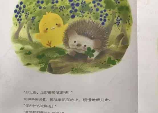 小鸡球球和小刺猬