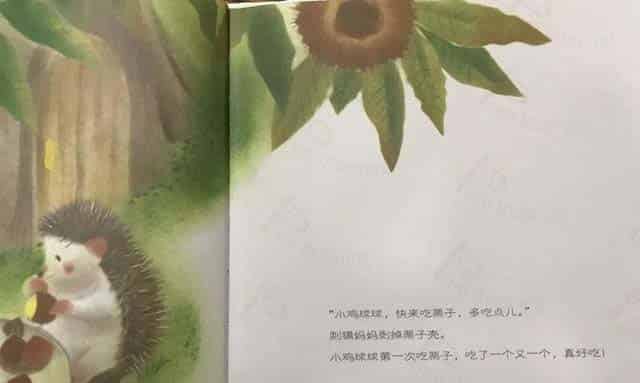 小鸡球球和小刺猬