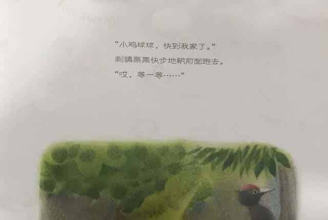 小鸡球球和小刺猬