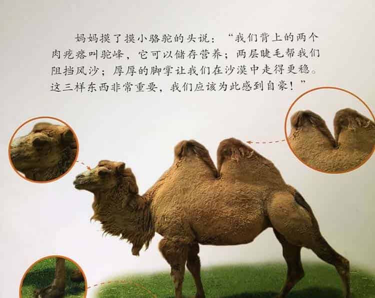 小骆驼与小棕马