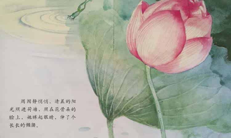 小青蛙与荷花（学会等待）