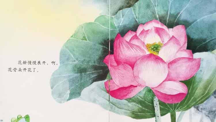 小青蛙与荷花（学会等待）