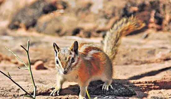 小松鼠过沙漠