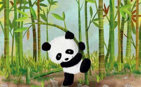 懂礼貌的小熊猫 懂礼貌的小熊猫