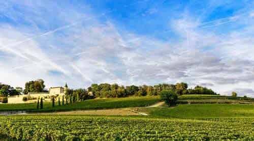 小油茶的好伙伴