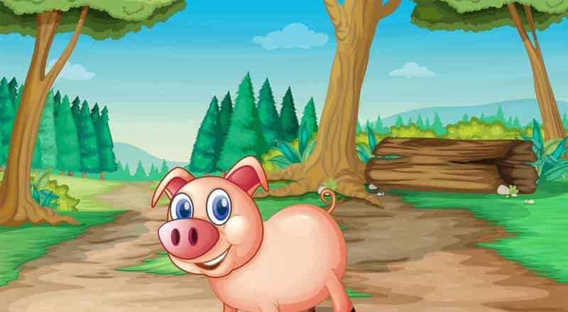 小猪的世界 小猪的世界
