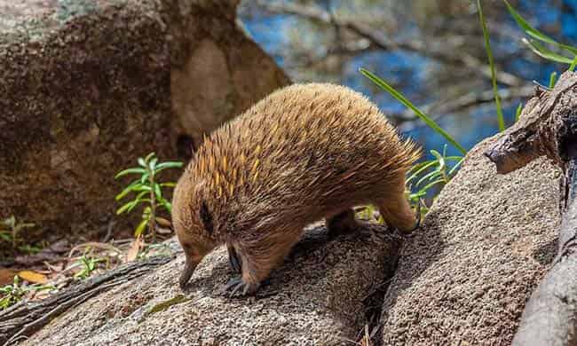 科学童话：走上河岸的鸭嘴兽