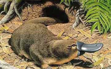 科学童话：走上河岸的鸭嘴兽